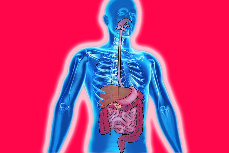 A graphic showing a humans digestive system animals eat plants and other animals for nutrition